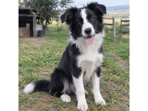 Border collie kapıda ödemeli çiftlik kredi kartı geçer