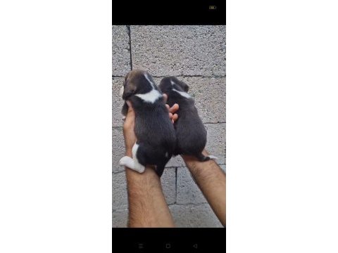 Çiftlikten beagle yavrular