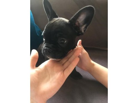 French bulldog yavrularımız henüz 30 günlük