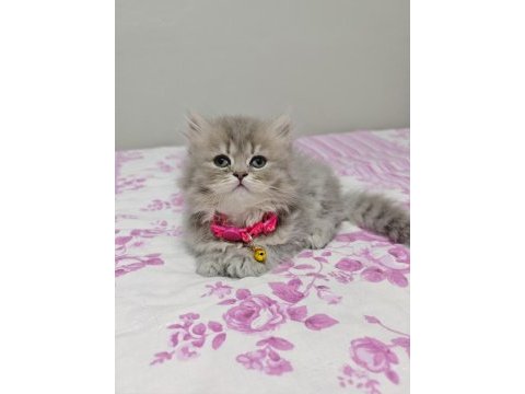 Safkan british shorthair blue golden minnaklarım