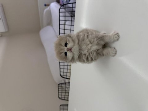 2 dişi ve 2 erkek british longhair