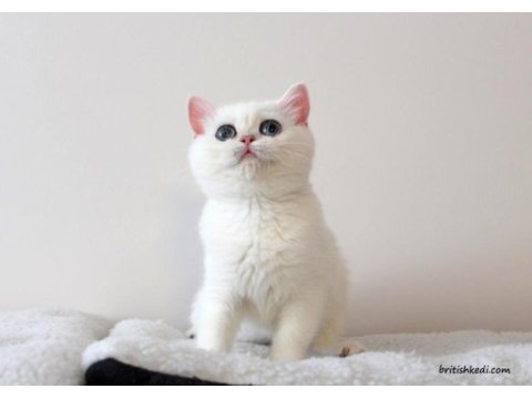 Kar prensesi zümrüt gözlü british shorthair bebek