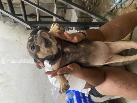 Lilac tan dişi french bulldog