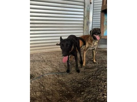 A kalite malinois beslemek isteyenler buyursun