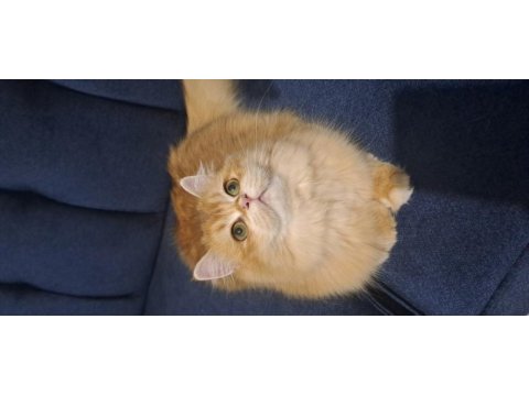 Kızıma eş arıyoruz british longhair