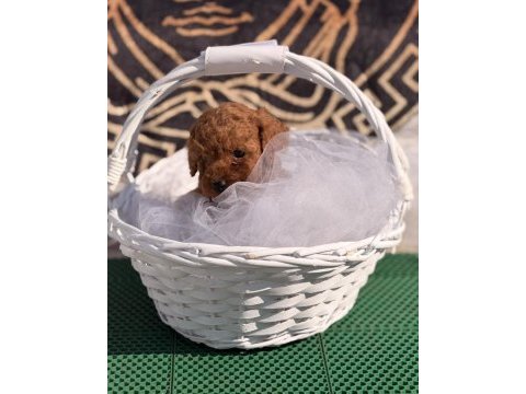 Toy poodle yavrularımız kore hazır