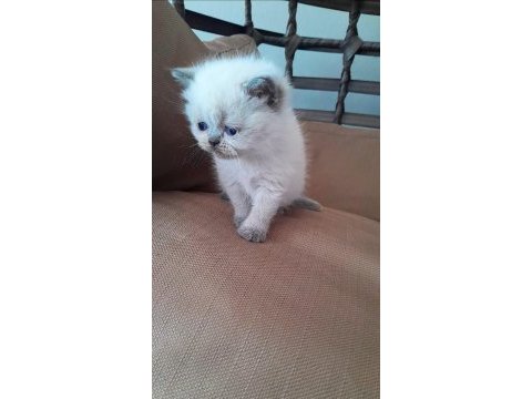 Dişi exotic bebeğimiz