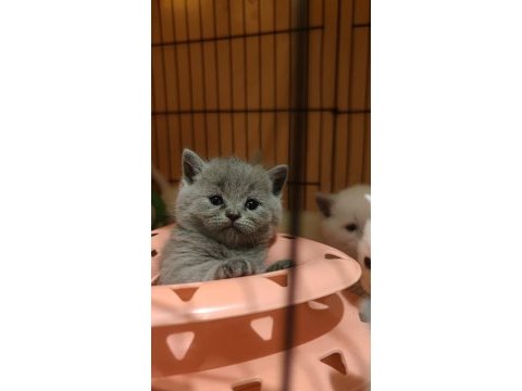 Böyle british shorthair güzellik görülmedi