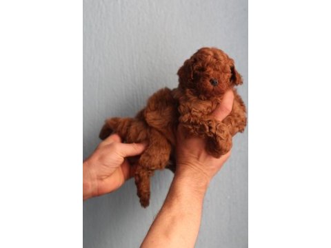 Toy poodle yavrular
