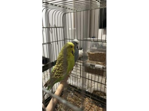 Show jumbo muhabbet kuşu