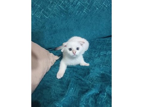 3 aylık yavru kedimiz