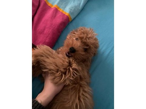 Toy poodle ve maltipoo köpeklerimizi sahiplendirme