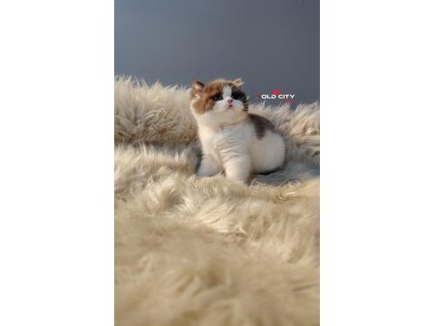 Kralın dönüşü safkan british teddy