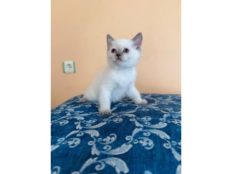 Birbirinden güzel yavru kediler