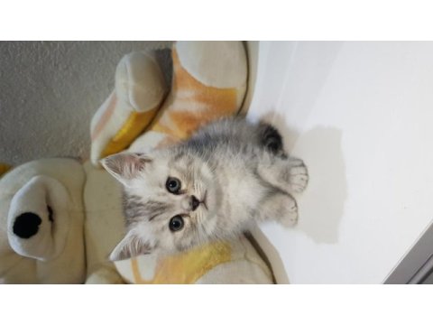 Yavrularımız yeni sahiplerini bekliyor british shorthair