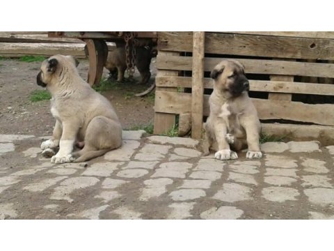 Irk garantili kangal yavruları
