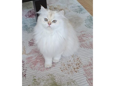 Secereli british longhair yetişkin dişi by1133