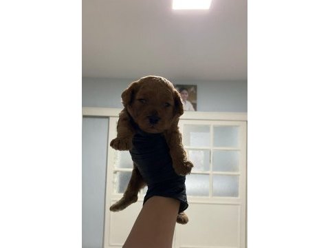 Toy poodle yavrularım aşılı orijinal