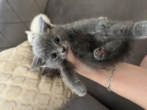 British longhair yavrular