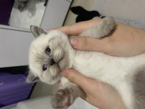 British shorthair 1 aylık