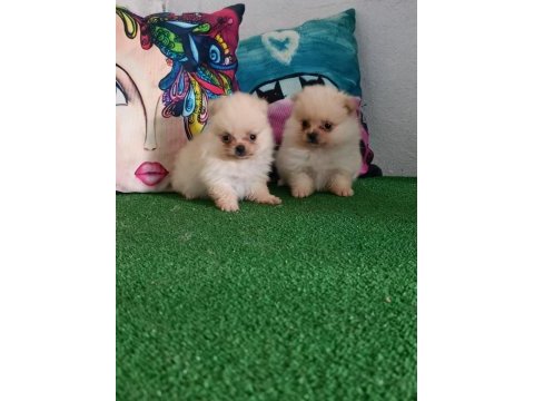 Pomeranian yavrularımız