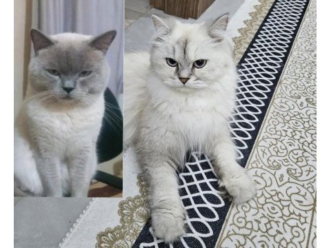 British scottish erkek yavrularımız yeni yuvalarını bekliyor
