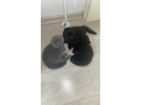 40 günlük scottish fold erkek