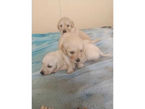 Safkan english creamy golden retriever