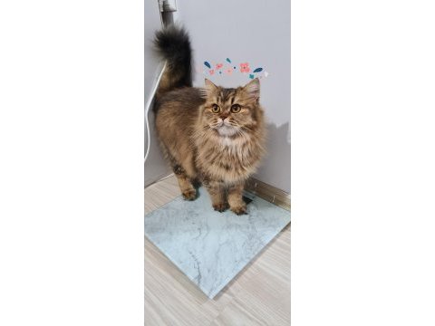 1 yaşında dişi british longhair cipi var aşıları tamam