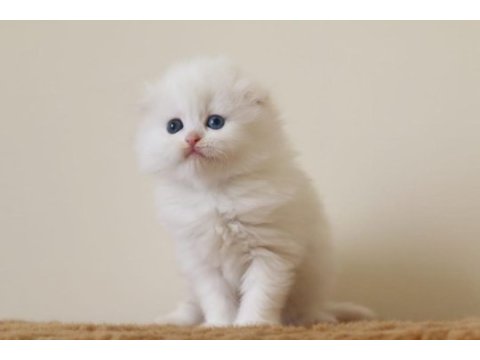 Hodri meydan daha güzeli yok en tatlı scottish fold