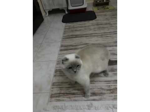 Blue point scottish fold