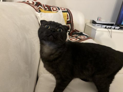 Scottish fold kedimize yuva arıyoruz