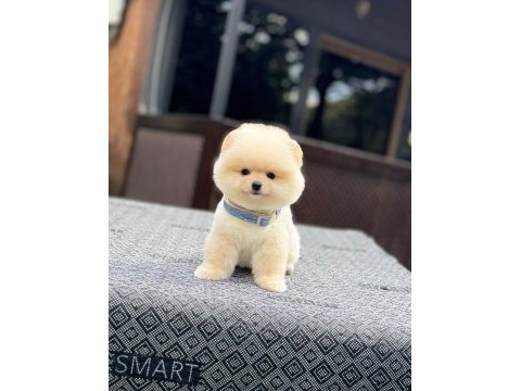 Dost canlısı pomeranian boo