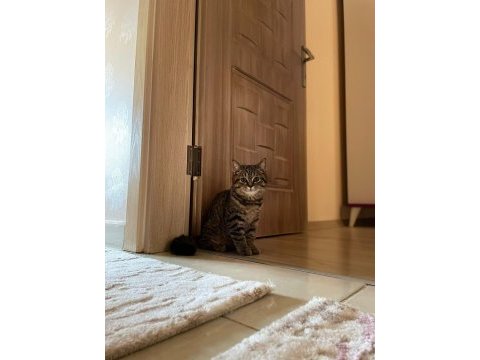 British shorthair dişi 4 aylık