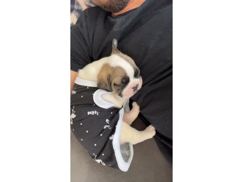 French buldog 1.5 aylık