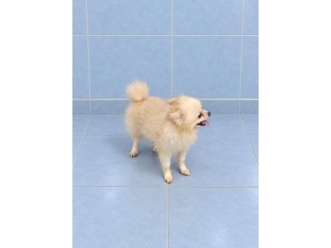 Yeni yuvasına gitmeye hazır pomeranian