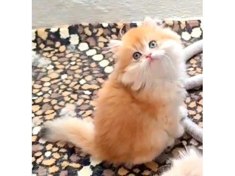 British longhair kedisi