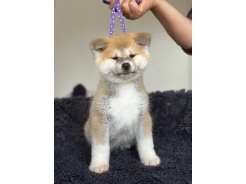 Fci kif şecereli safkan akita inu yavru