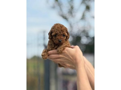 Petibör tadında poodle yanlışlıkla yemeyiniz