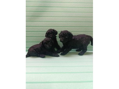 Black toy poodle bebeklerimiz