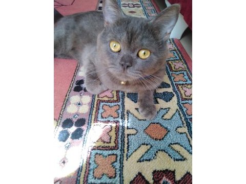 British shorthair erkek