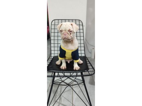 Türkiyede tek albino pug yavrumuz sizlerle