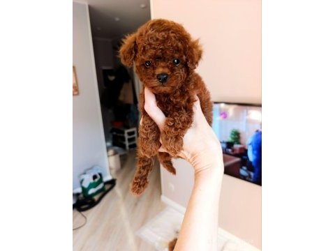 Toy poodle yavru