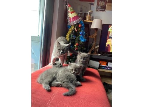 British shorthair 40 günlük yavrular 3 dişi ve 1 erkek