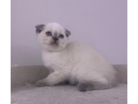 Giresunun en orijinal yavru kedileri