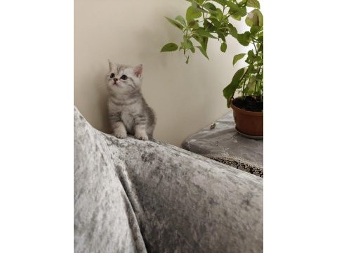 Tonton british shorthair yavrular
