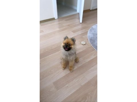 1 yaşında erkek pomeranian boo 2,5 kg
