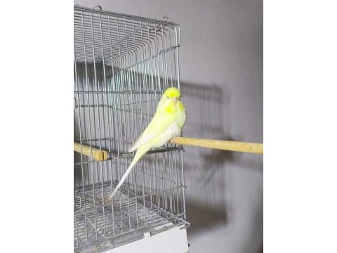 Jumbo dişi muhabbet kuşları