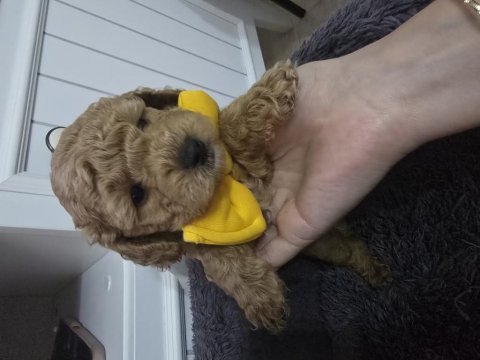 Erkek toy poodle