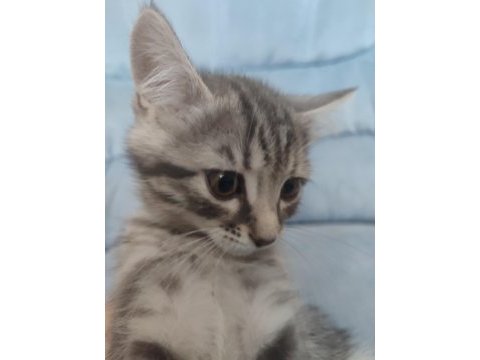 2 aylık melez kedimiz acil yuva arıyo